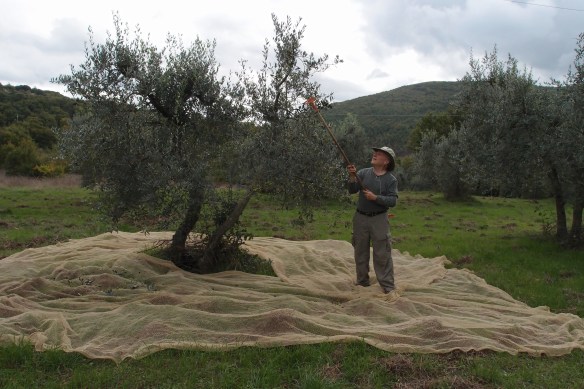 Yours truly raking olives from a tree.